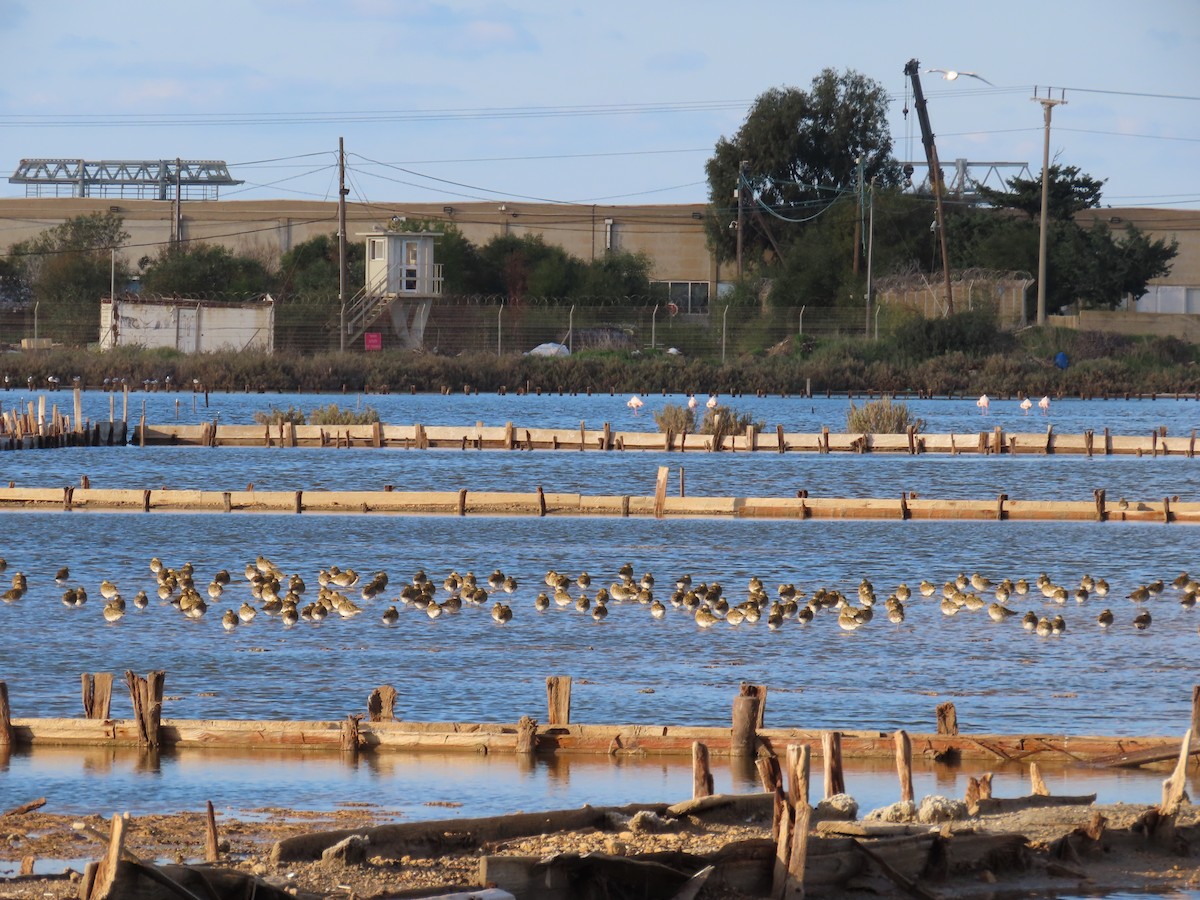 Сивка звичайна - ML647138786