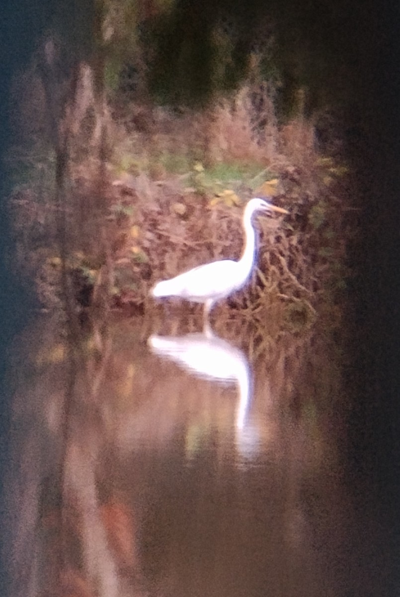 Great Egret - ML647138787
