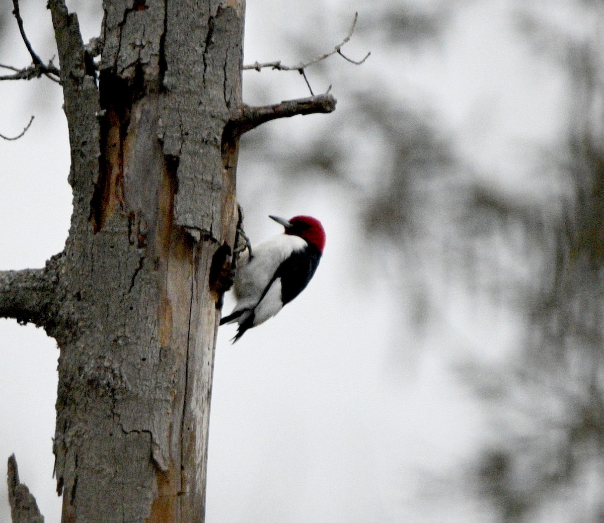 Red-headed Woodpecker - ML647138790