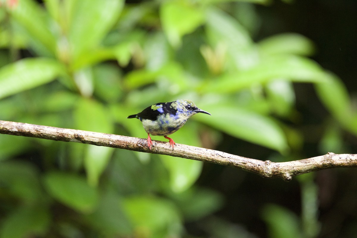 Танагра-медоїд бірюзова - ML647138791