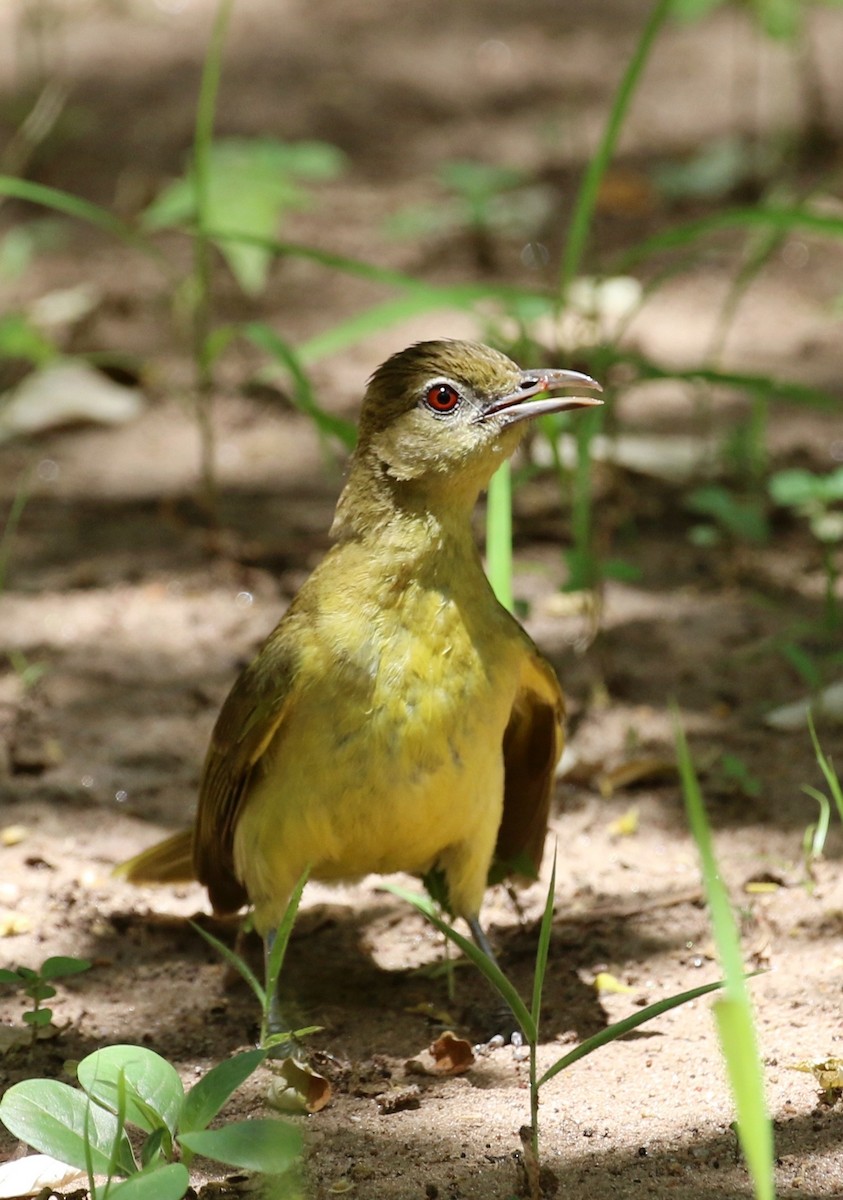 Yellow-bellied Greenbul - ML647138794