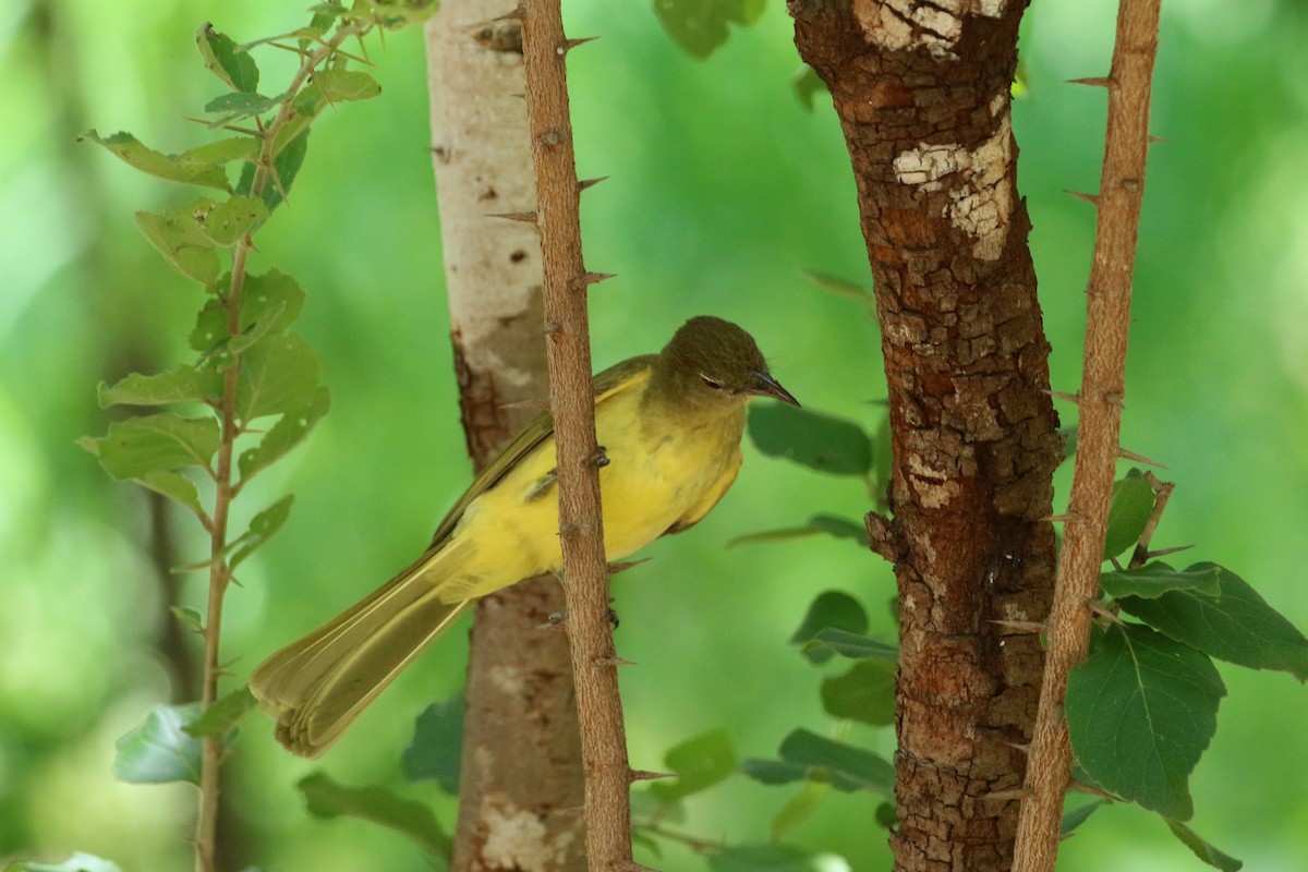 Yellow-bellied Greenbul - ML647138795