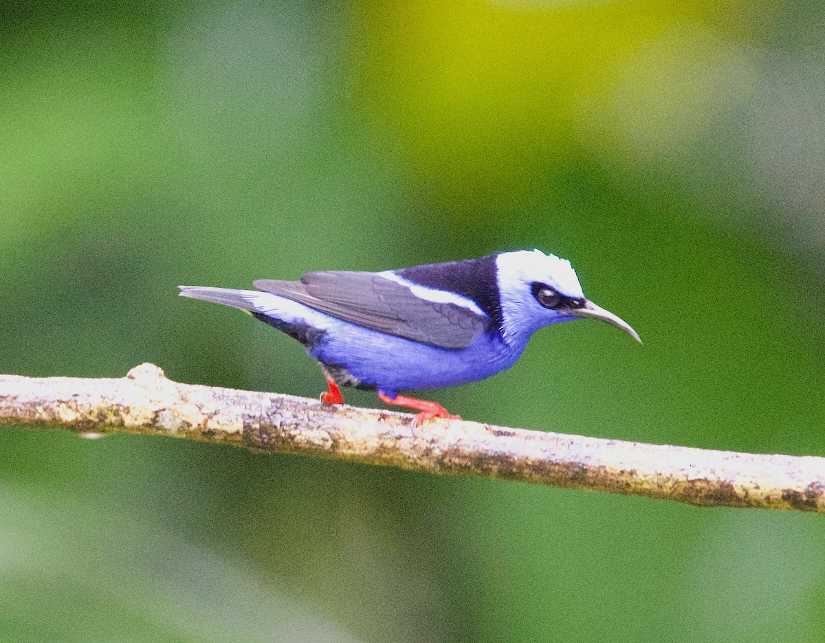 Танагра-медоїд бірюзова - ML647138800