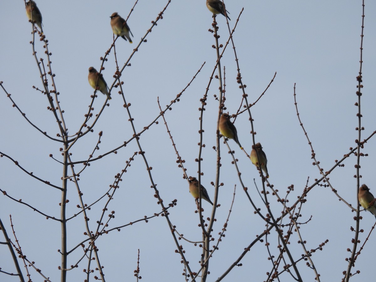 Cedar Waxwing - ML647138812