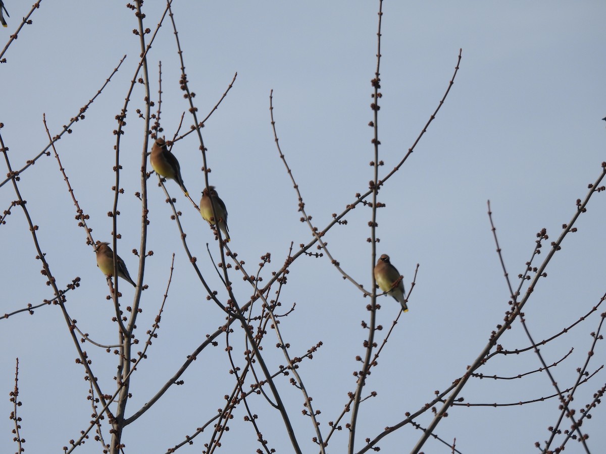 Cedar Waxwing - ML647138813