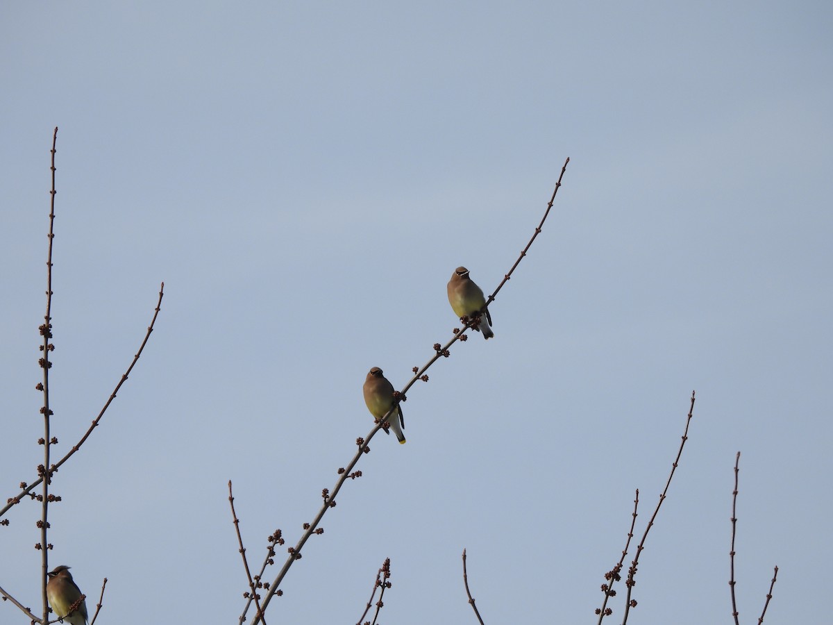 Cedar Waxwing - ML647138814