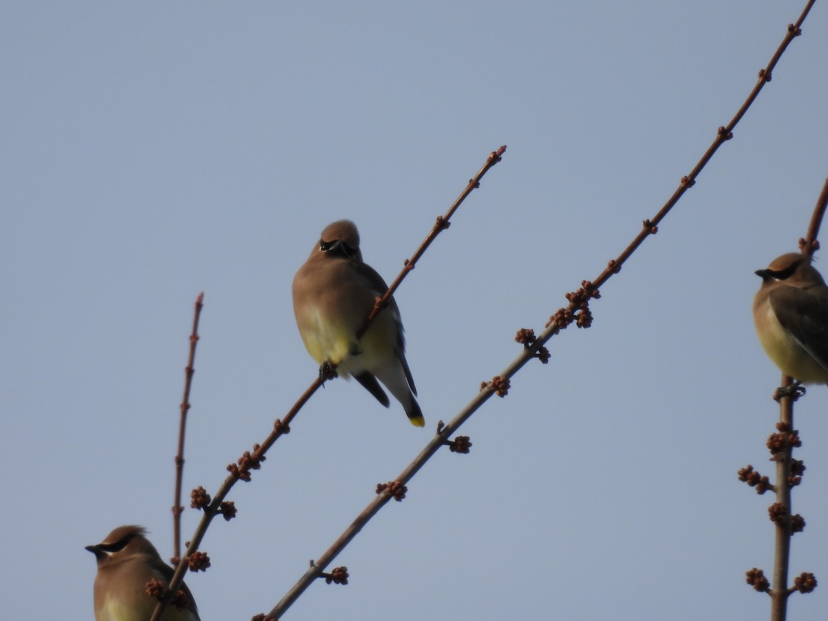 Cedar Waxwing - ML647138815
