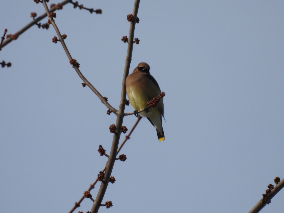 Cedar Waxwing - ML647138816