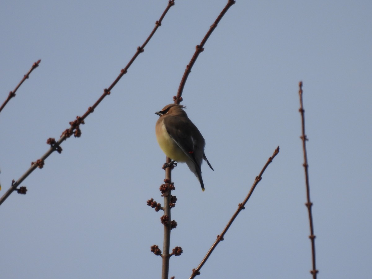 Cedar Waxwing - ML647138818