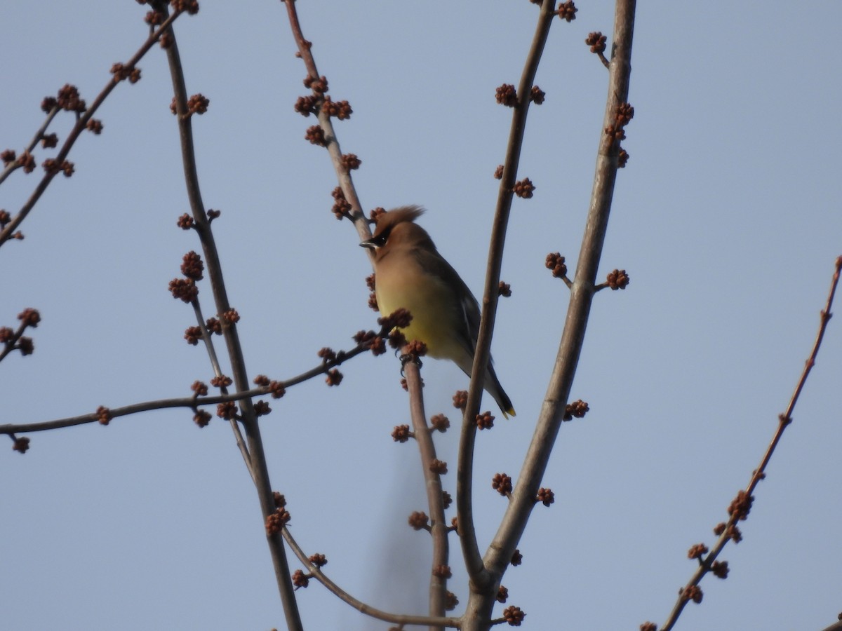 Cedar Waxwing - ML647138819