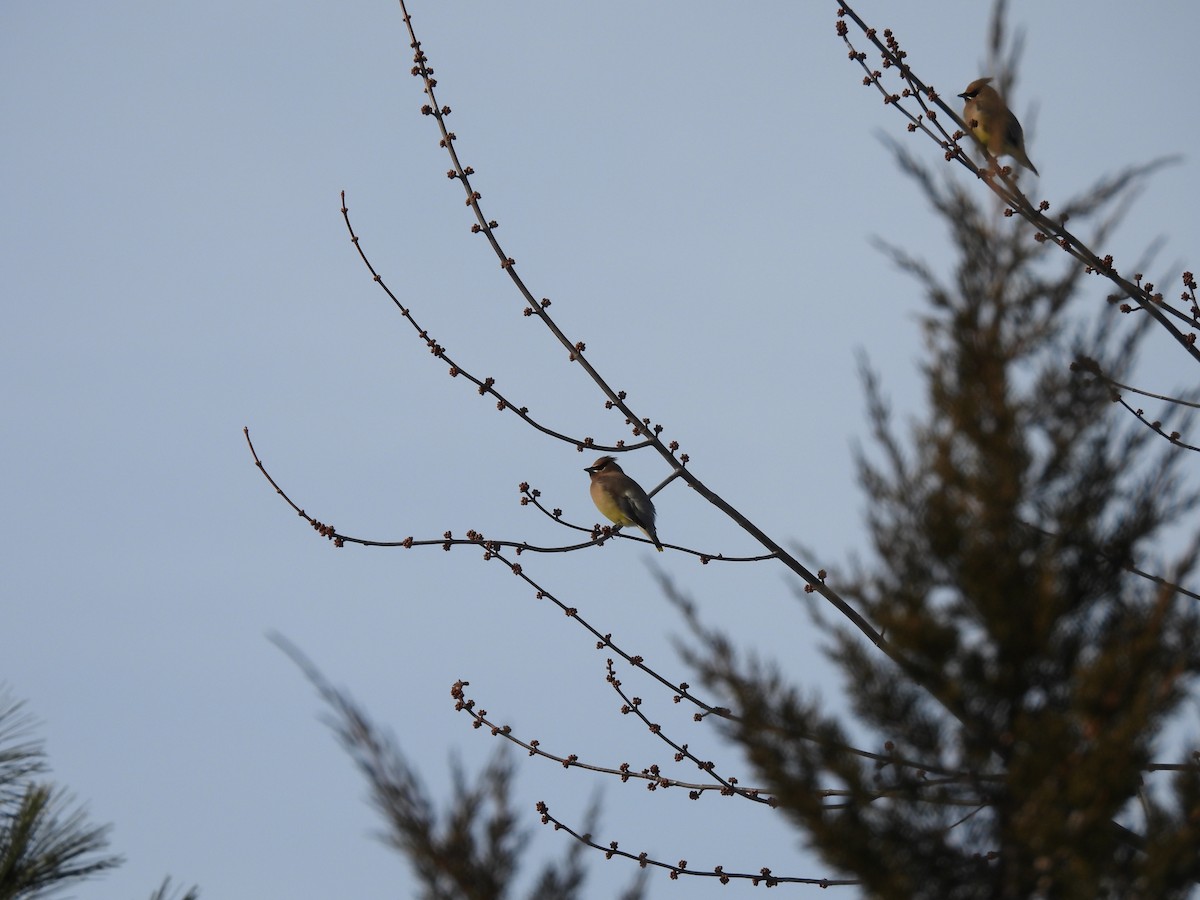 Cedar Waxwing - ML647138820