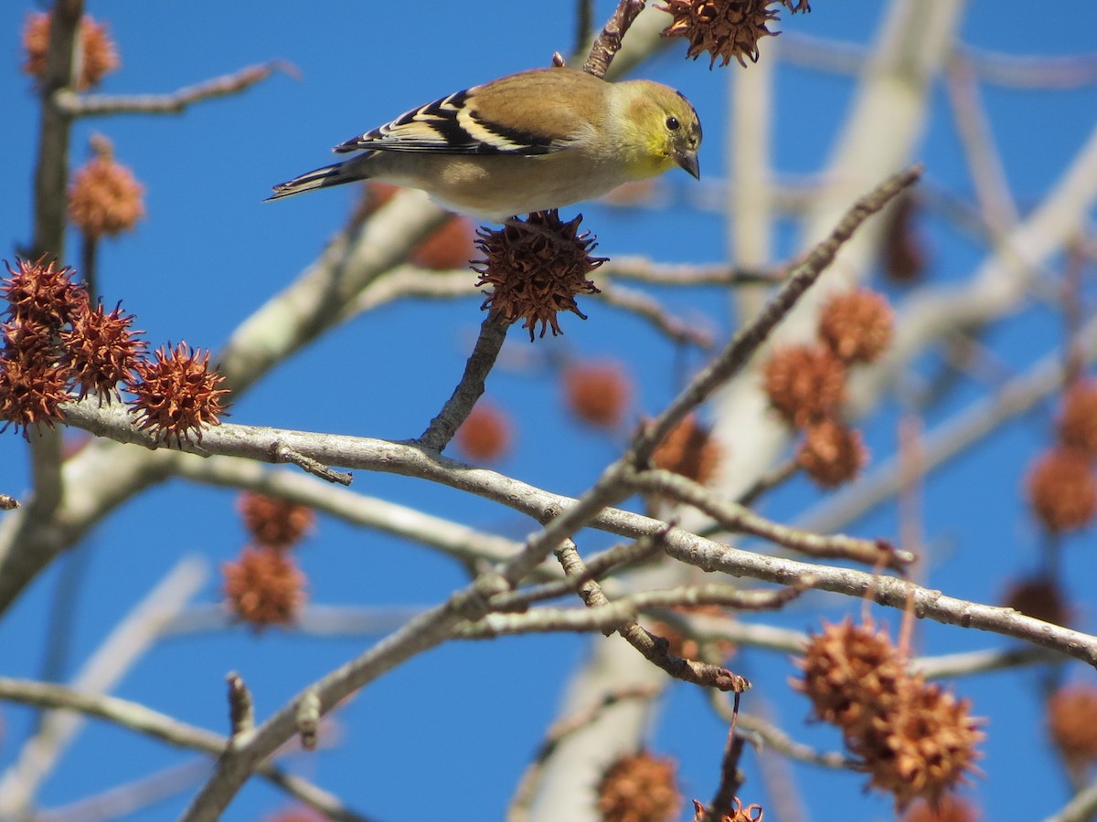 American Goldfinch - ML647138821