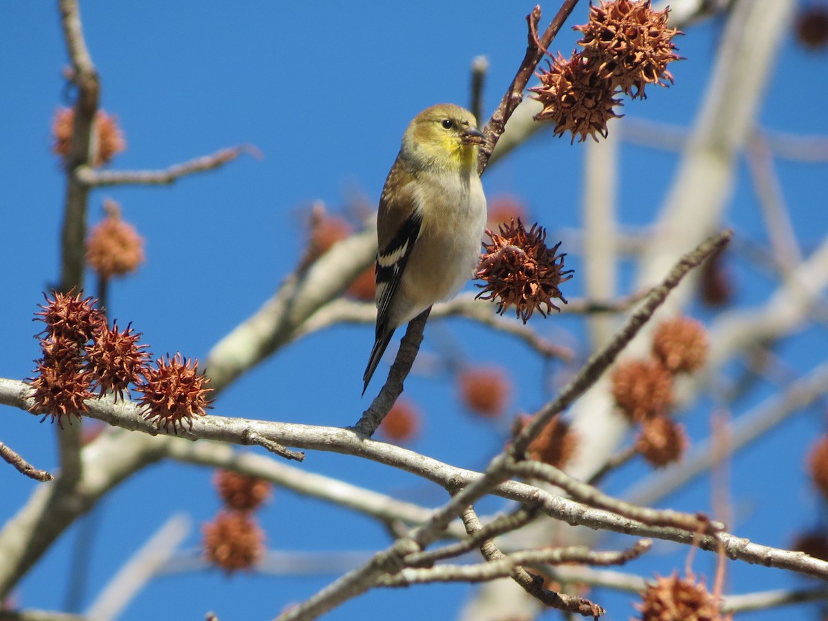 American Goldfinch - ML647138822