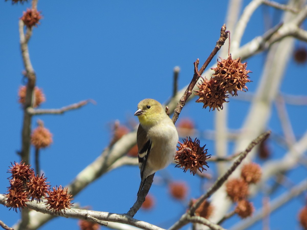 American Goldfinch - ML647138823