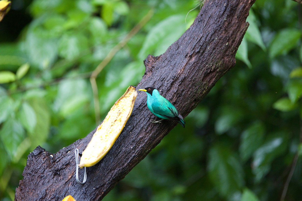 Green Honeycreeper - ML647138824
