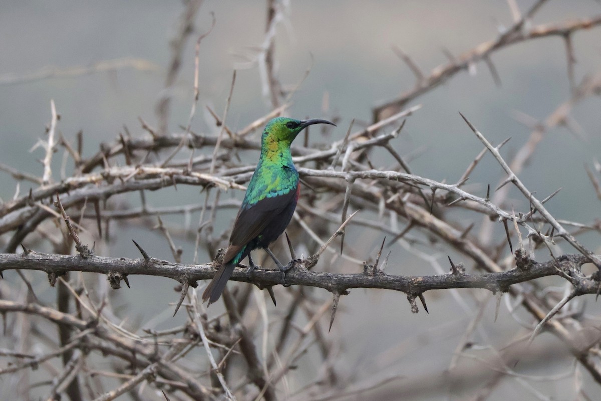 Marico Sunbird - ML647138825