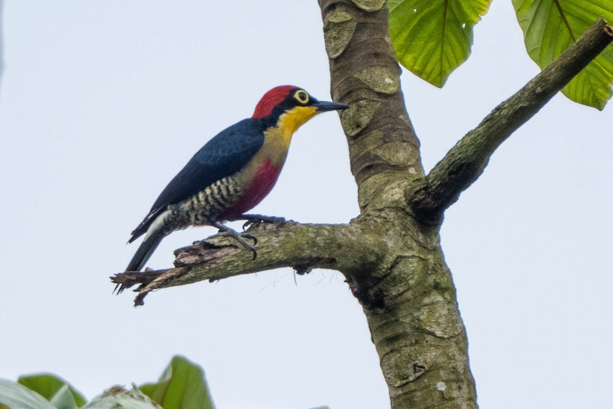Yellow-fronted Woodpecker - ML647138826