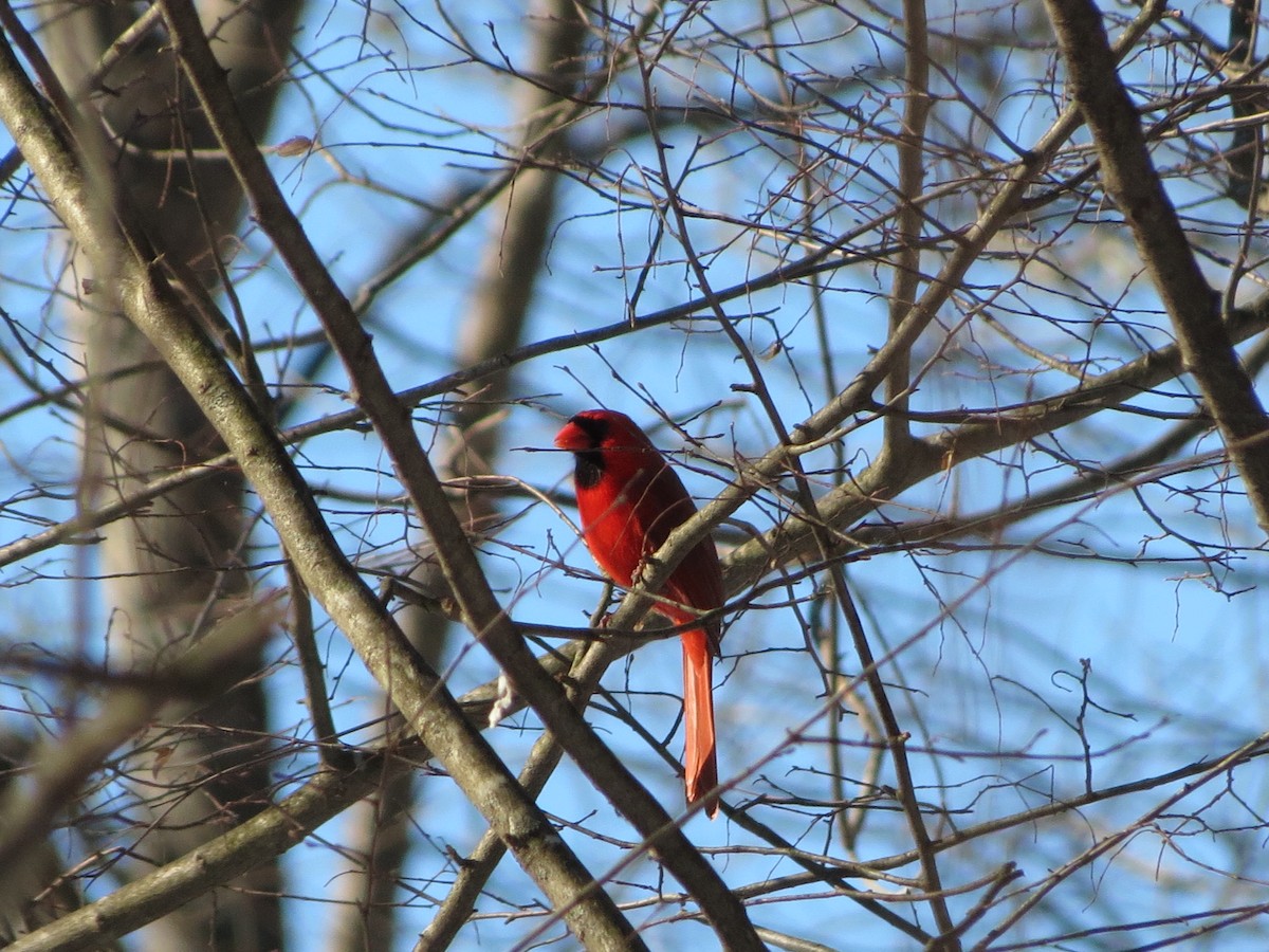 Northern Cardinal - ML647138827