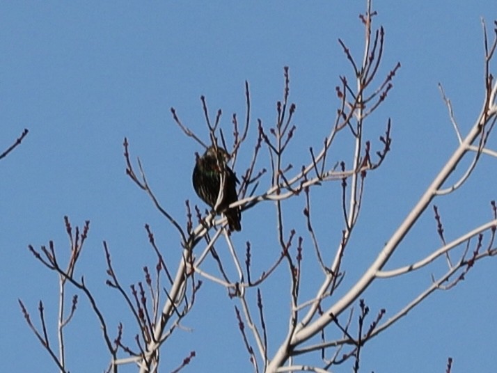 European Starling - ML647138829