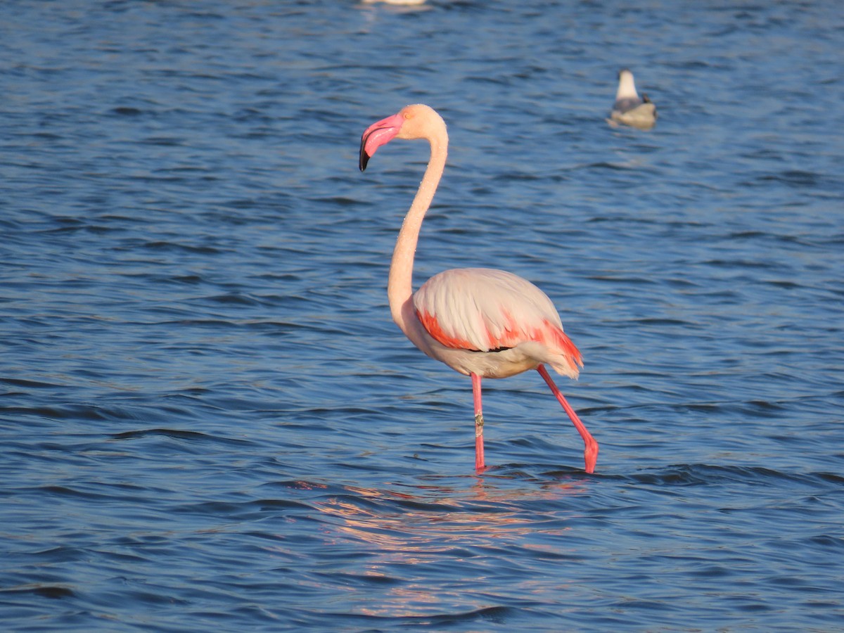 Greater Flamingo - ML647138830