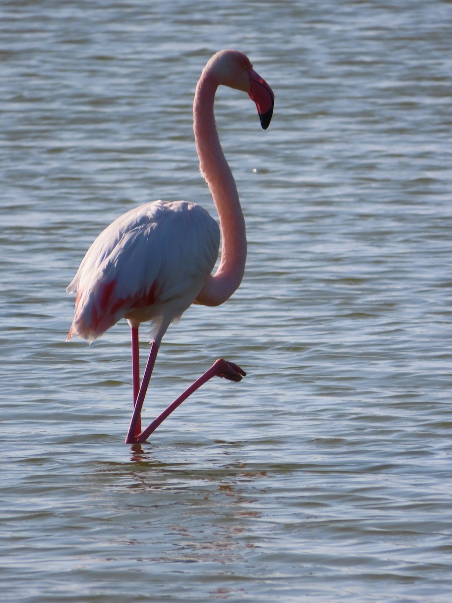 Greater Flamingo - ML647138831