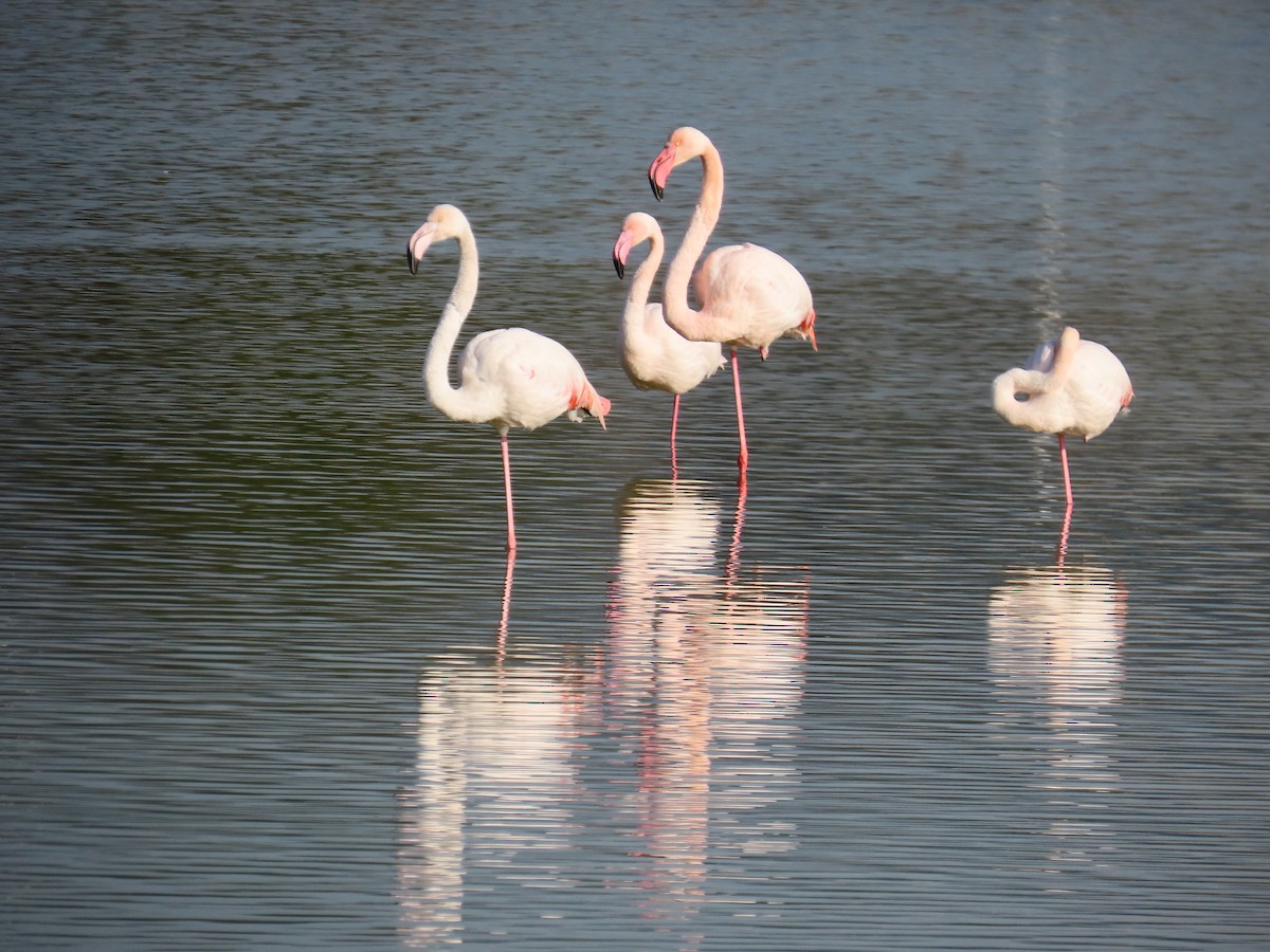 Greater Flamingo - ML647138832