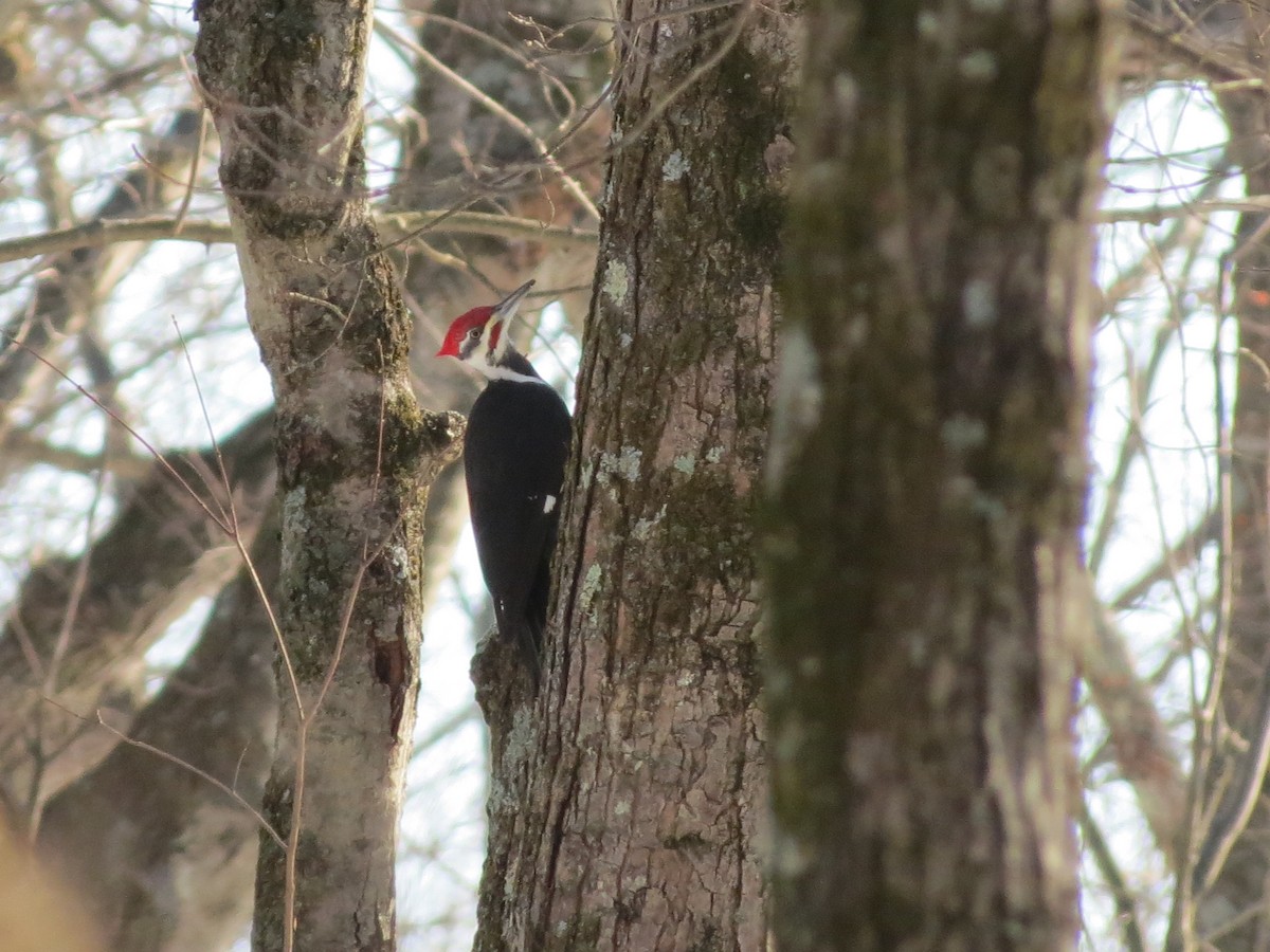 Pileated Woodpecker - ML647138833