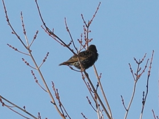 European Starling - ML647138834