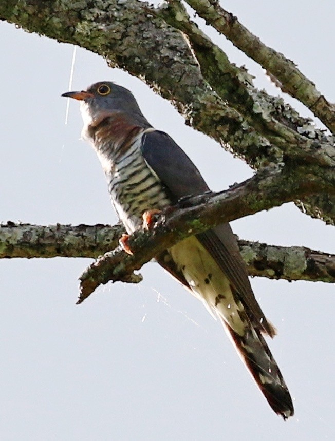 Red-chested Cuckoo - ML647138835