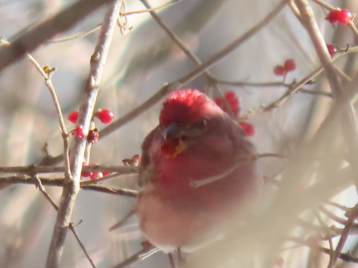 Purple Finch - ML647138836
