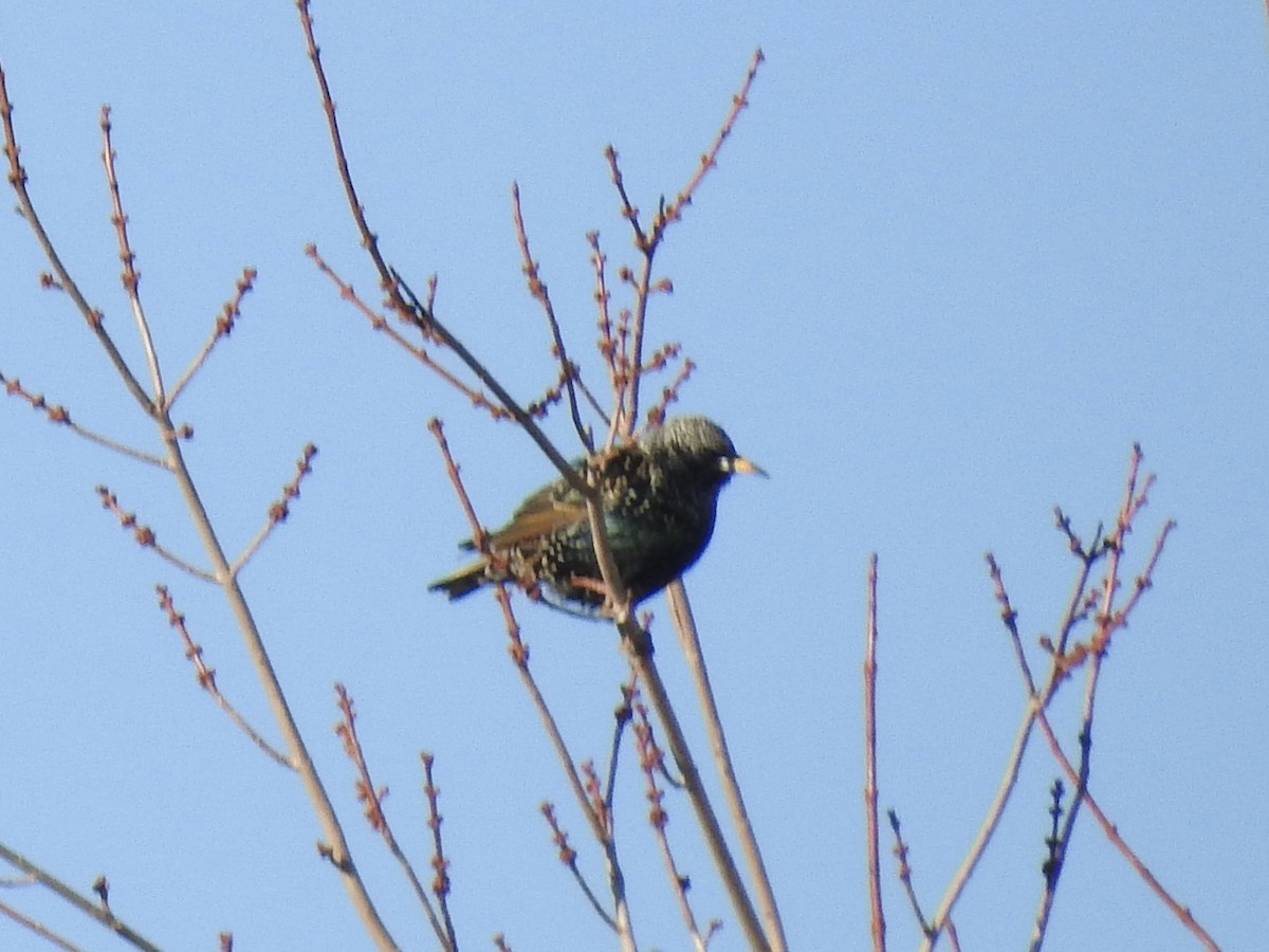 European Starling - ML647138837