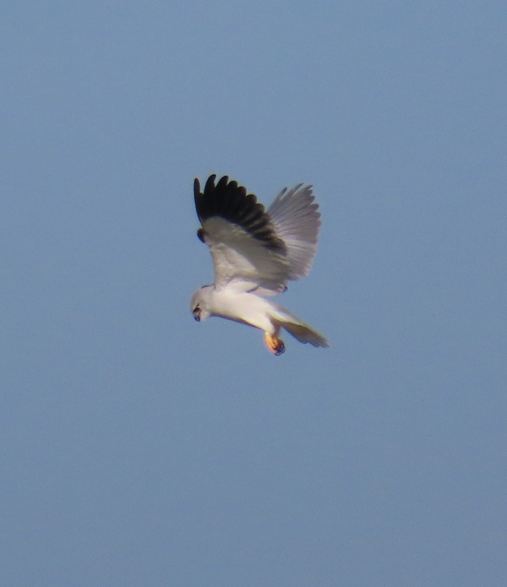 Black-winged Kite - ML647138838