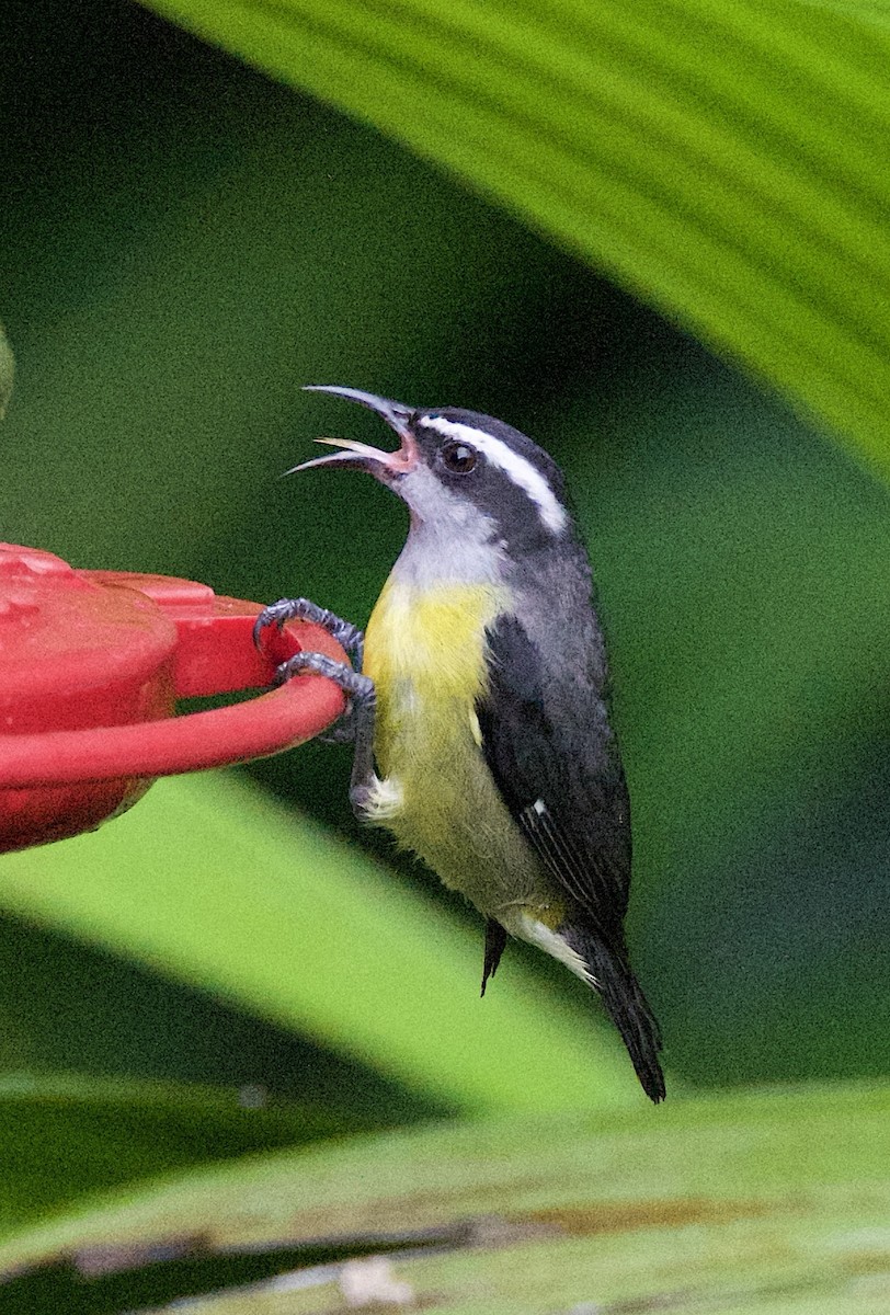 Bananaquit - ML647138839