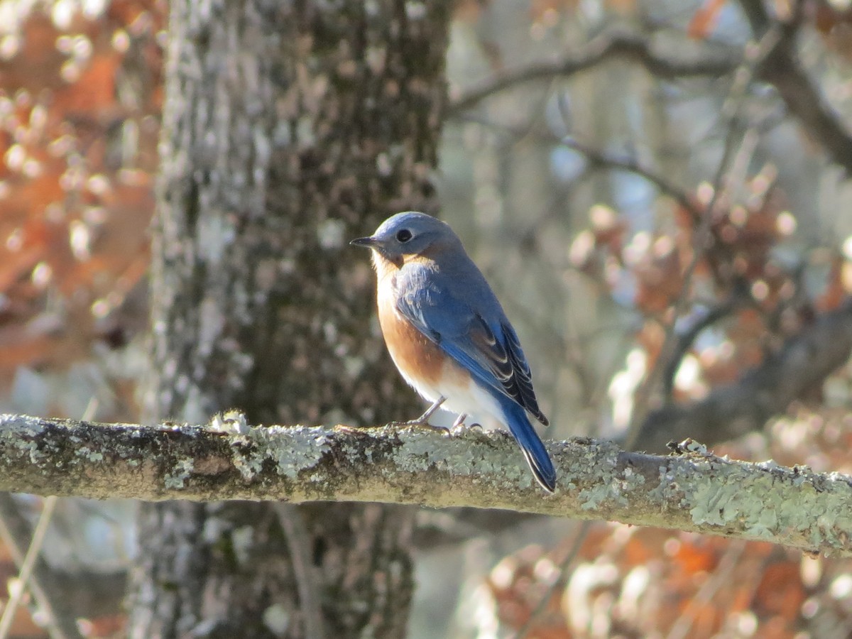 Eastern Bluebird - ML647138840