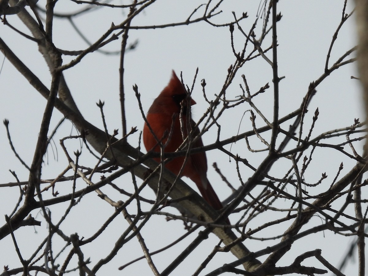 Northern Cardinal - ML647138842