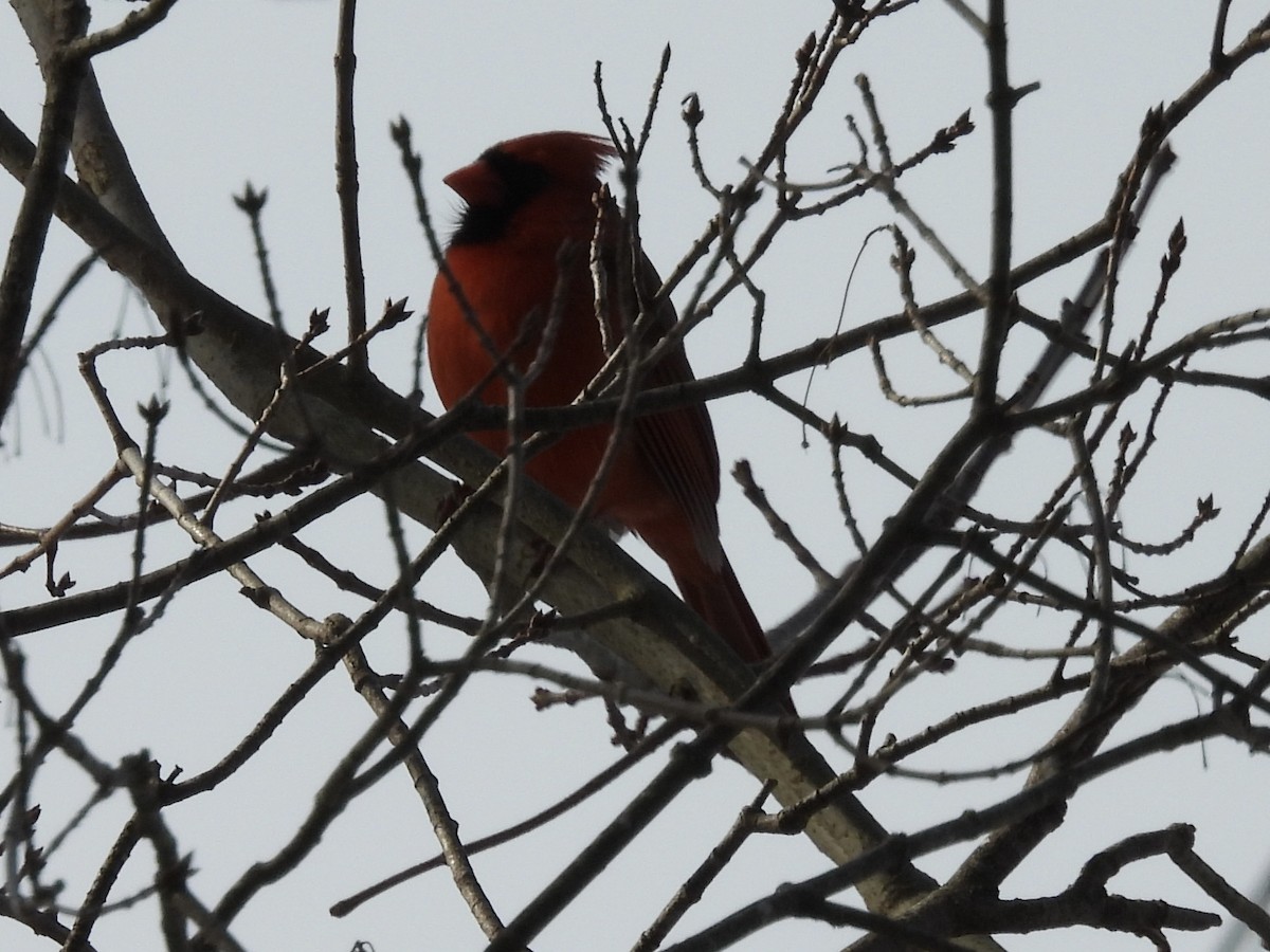 Northern Cardinal - ML647138843