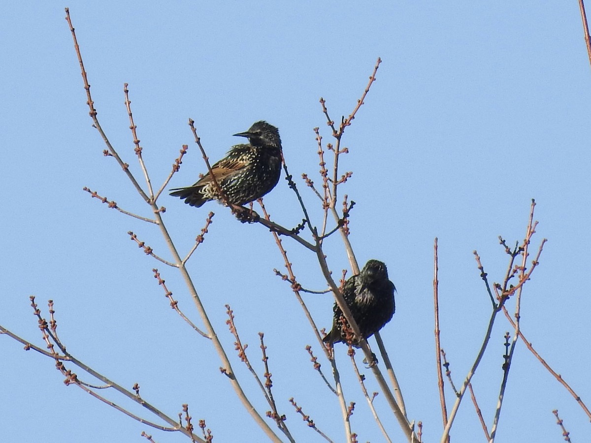 European Starling - ML647138846