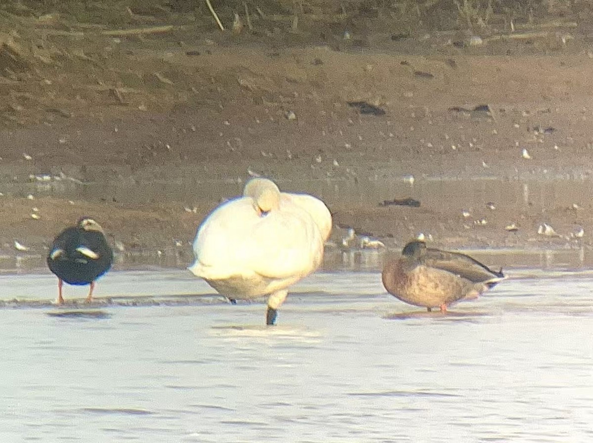 Eastern Spot-billed Duck x Mallard (hybrid) - ML647138848