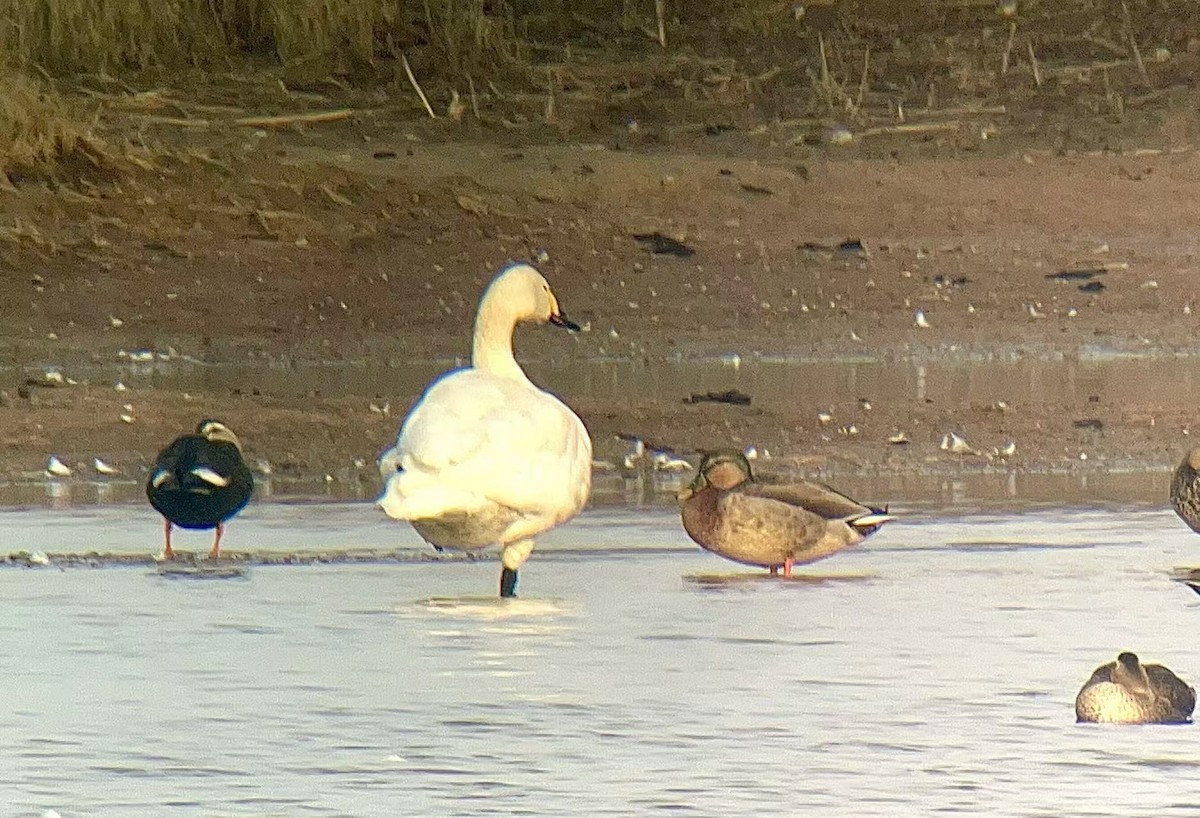 Eastern Spot-billed Duck x Mallard (hybrid) - ML647138871