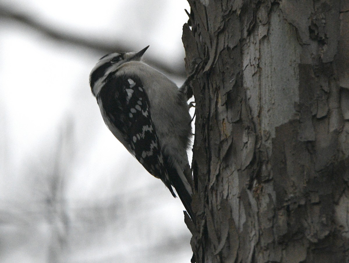 Downy Woodpecker - ML647138874