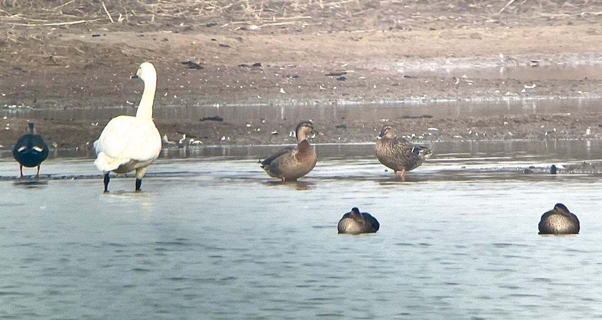 花嘴鴨x綠頭鴨(雜交) - ML647138876