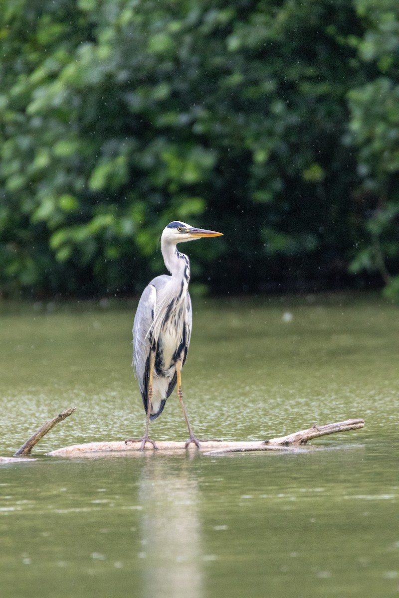 蒼鷺 - ML647138877