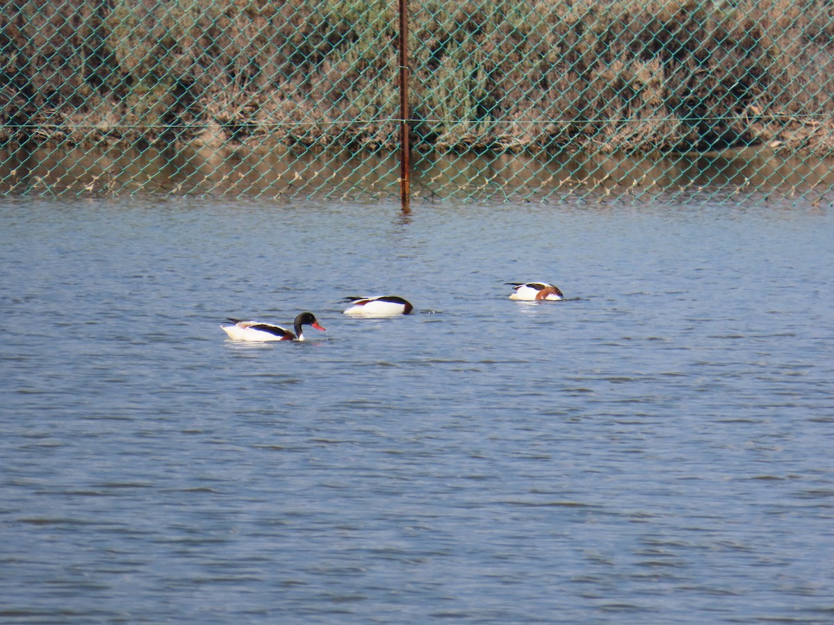 花鳧 - ML647138878