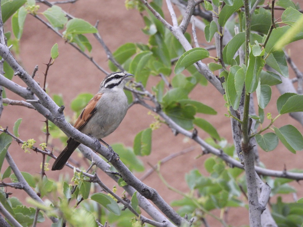 Cape Bunting - ML647138879