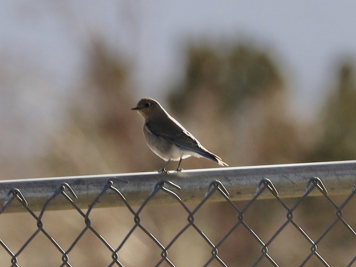 Mountain Bluebird - ML647138880