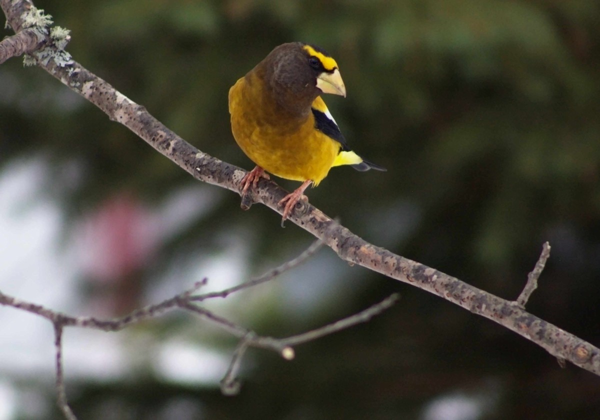 Evening Grosbeak - ML647138888