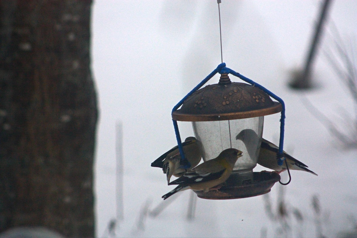 Evening Grosbeak - ML647138889