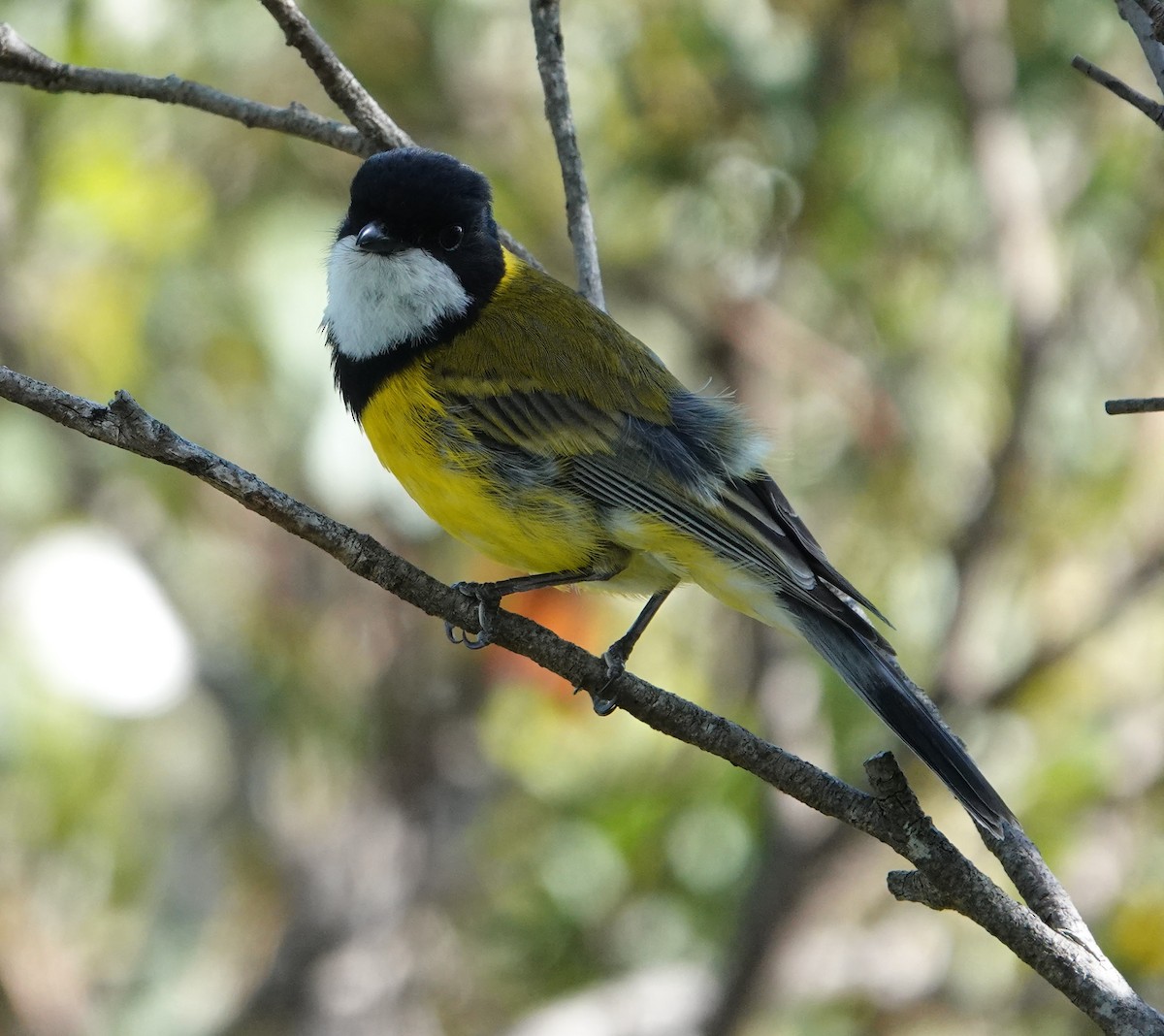 Golden Whistler - ML647138890