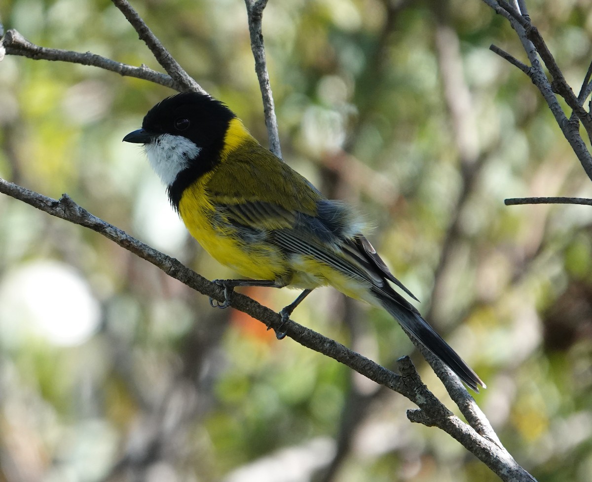 Golden Whistler - ML647138891