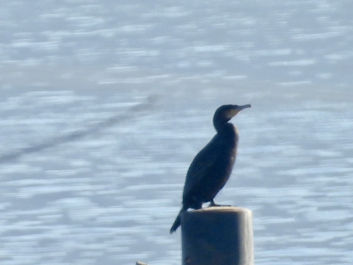 鸕鷀 - ML647138892